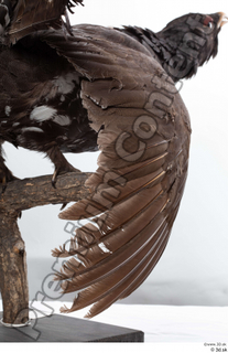 Western capercaillie back wings 0005.jpg